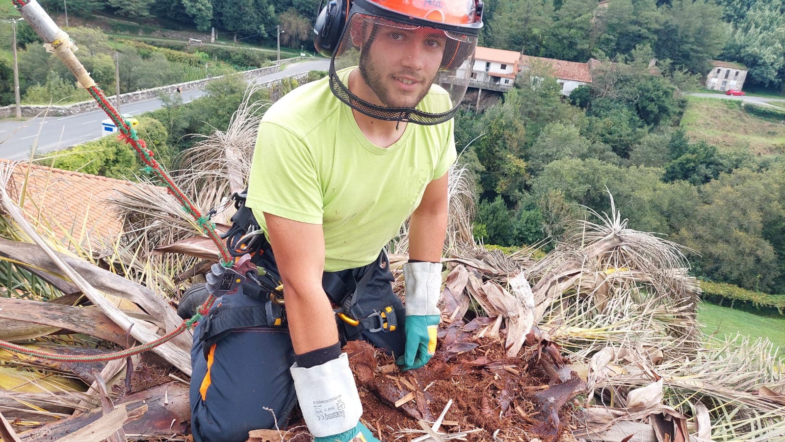 Cirugía de palmeras en Pontevedra y A Coruña: impulsamos su rebrote