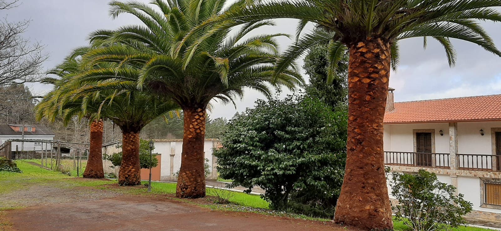  Contactar con expertos en picudo rojo es el primer paso hacia una palmera sana