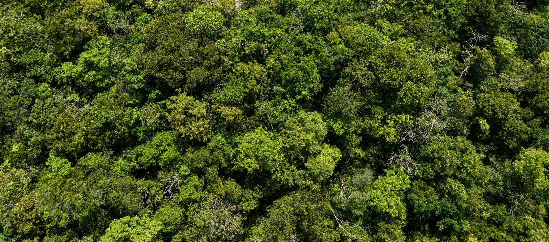 ¿Quieres más información sobre alguno de nuestros servicios forestales?